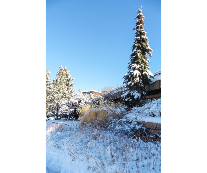Weeping White Spruce